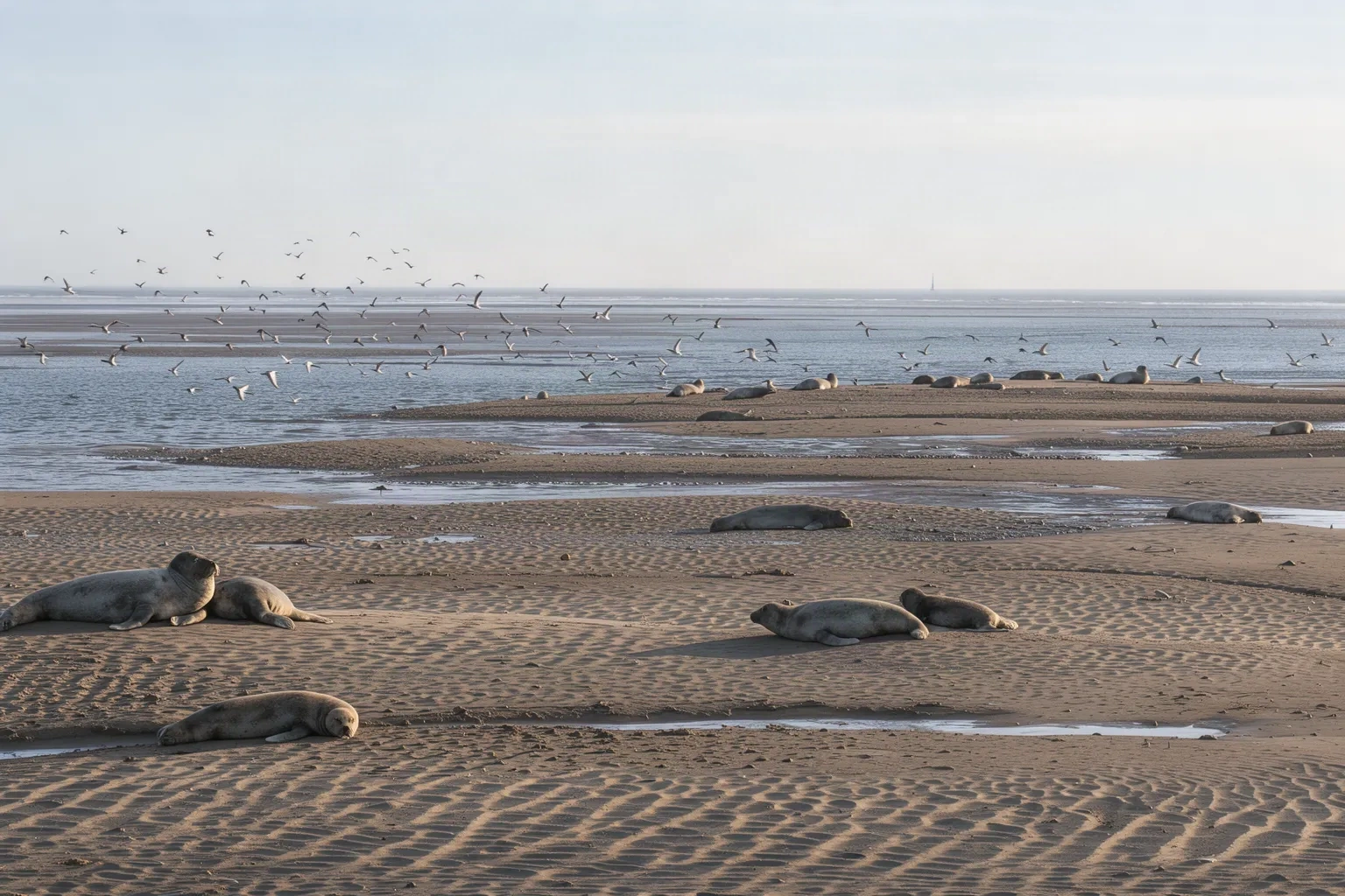 Baie de Somme à marée basse avec phoques